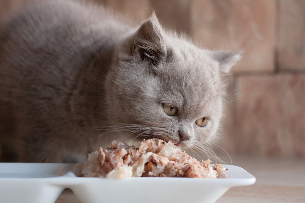 Feeding Tips for Cats with Diabetes