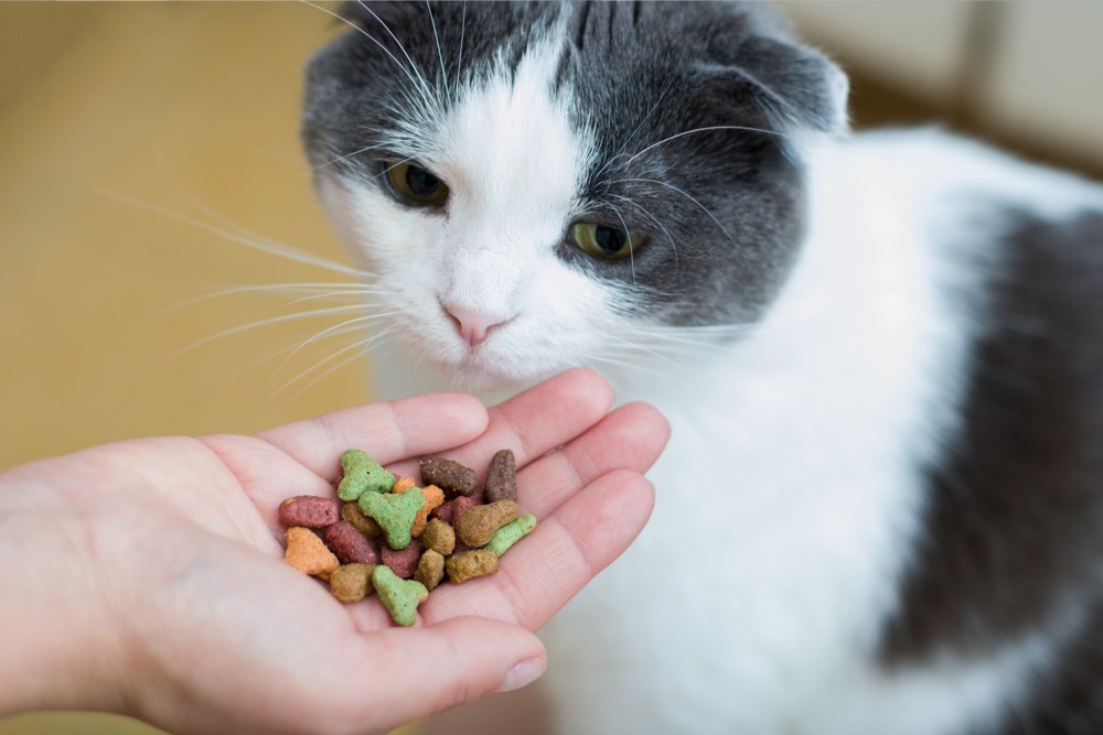 Healthy Tips for Cat Treating