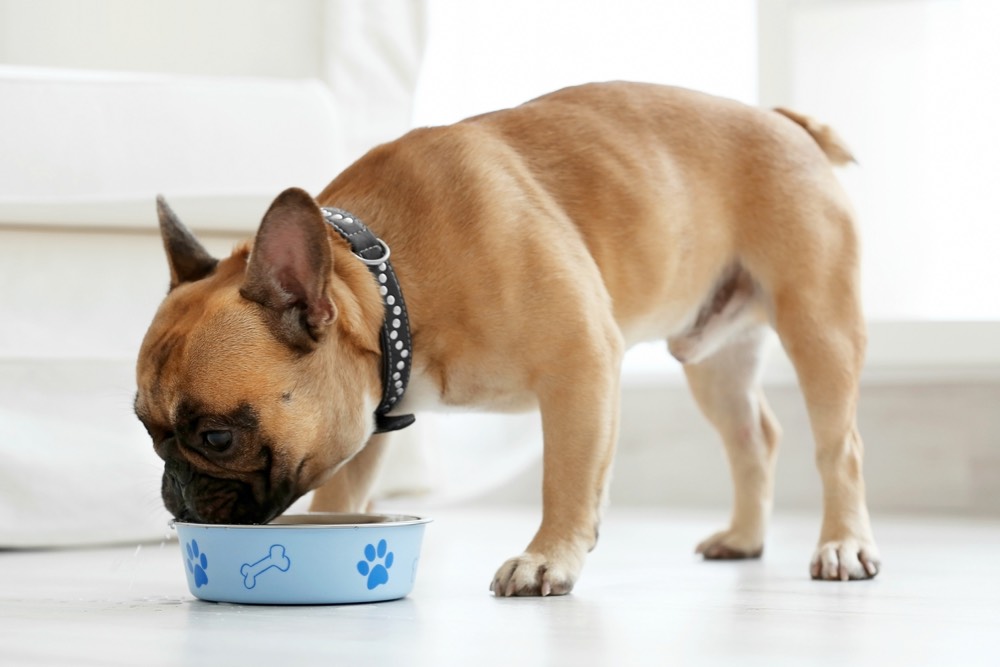 Useful Food Tips for Dogs with Diabetes